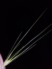 Hordeum murinum murinum