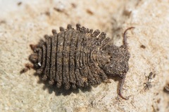 Libelloides