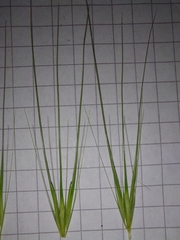 Hordeum murinum murinum