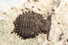 Libelloides