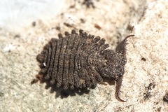 Libelloides