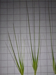 Hordeum murinum murinum