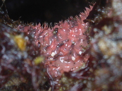 Aplysilla glacialis