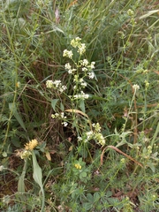 Galium lucidum