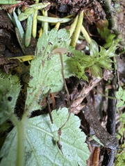 Sclerotinia