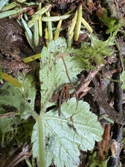 Sclerotinia