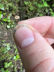 Sclerotinia