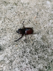 Xylotrupes mniszechi