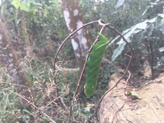 Marumba sperchius