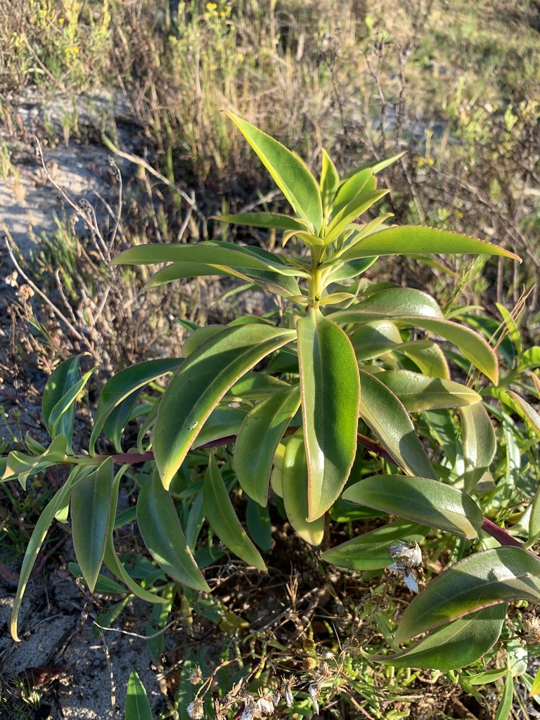 Australian Ngaio from Bot River Lagoon, WC, ZA on May 15, 2022 at 0854