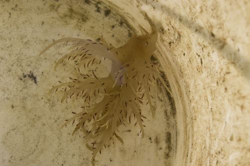 Dendronotus iris