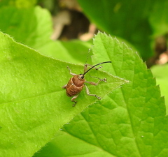 Curculio glandium