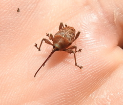 Curculio glandium