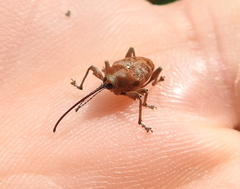 Curculio glandium