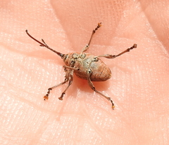 Curculio glandium