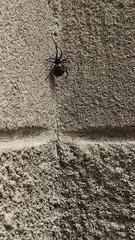 Steatoda paykulliana