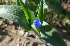 Commelina ensifolia