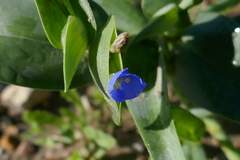 Commelina ensifolia