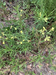 Lysimachia lanceolata