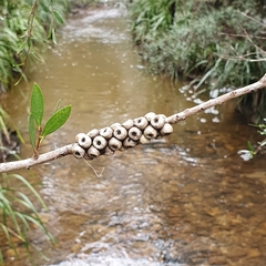 Melaleuca megalongensis