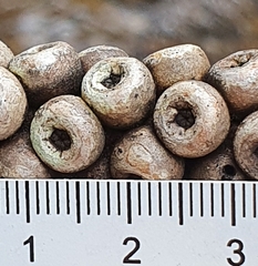 Melaleuca megalongensis