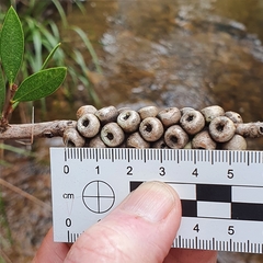 Melaleuca megalongensis