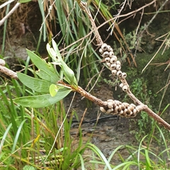 Melaleuca megalongensis