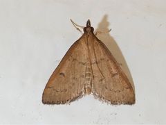 Metasia dicealis