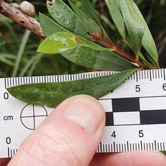 Melaleuca megalongensis