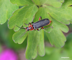 Cantharis rustica