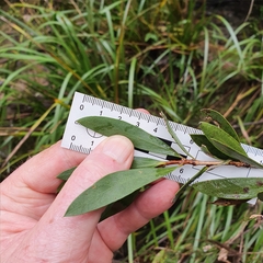 Melaleuca megalongensis