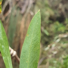 Melaleuca megalongensis