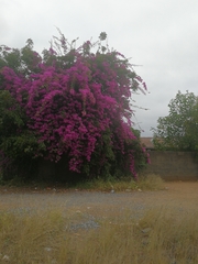 Bougainvillea