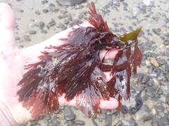 Callophyllis flabellulata