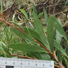 Melaleuca megalongensis