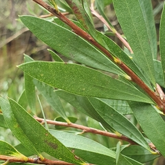 Melaleuca megalongensis