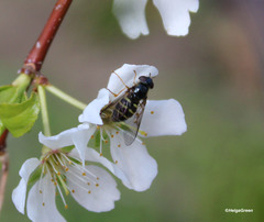 Lapposyrphus lapponicus