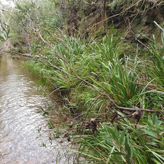Melaleuca megalongensis