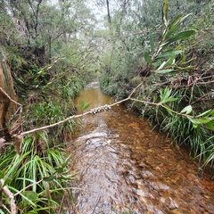 Melaleuca megalongensis