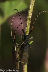 Agapanthia annularis