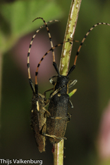 Agapanthia annularis