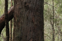 Eucalyptus planchoniana