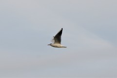 Chroicocephalus ridibundus