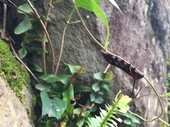 Neogurelca himachala