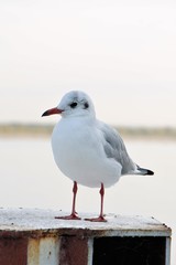 Chroicocephalus ridibundus