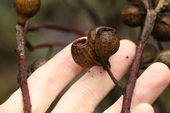 Eucalyptus planchoniana
