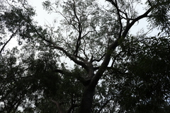 Eucalyptus planchoniana