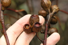 Eucalyptus planchoniana