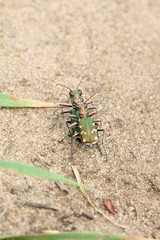 Cicindela soluta