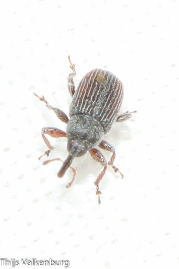 Rhinusa algirica